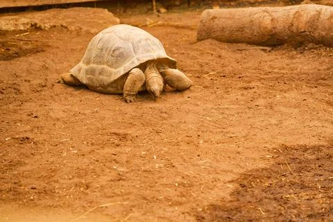 Large tortoise walking on dry soil in natural outdoor environment Stock Photos