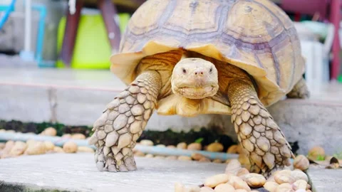A large tortoise is walking. Video stock 257189963