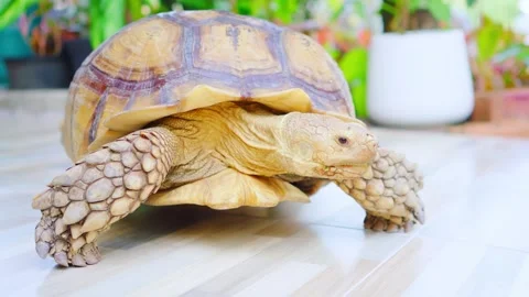 A large tortoise is walking. Video stock 257190073