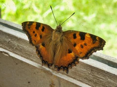 Large Tortoiseshell Butterfly. Stock Photos