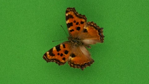 Large tortoiseshell butterfly rotating on a green Stock Footage 143525310