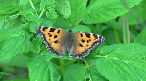 Large Tortoiseshell Stock Footage 11434830