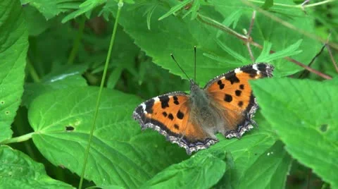 Large Tortoiseshell (Nymphalis polychloros) Stock Footage 11434736