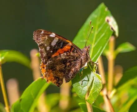 Large tortoiseshell or blackleg tortoiseshell (Nymphalis polychloros) butterf Stock Photos