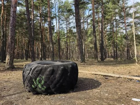Large tractor tire dumped in a conifer forest, reflecting environmental dam.. Stock Photos