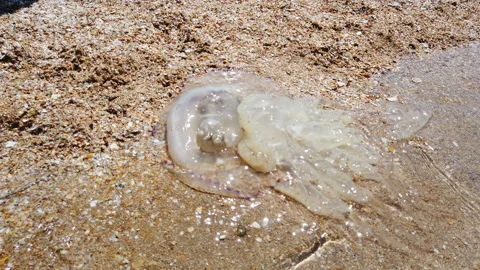 Large translucent bell of jellyfish washed up on sandy beach at sunset Stock-Footage 157583476