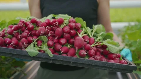 A large tray of radish in hand against the backdrop of greenhouse beds. 動画素材 150740941