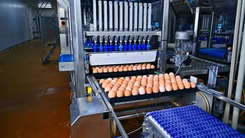 Large trays of sorted eggs on a chicken farm.  Stock Footage 158839066