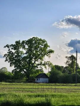 Large Tree Against Evening Sky Stock Photos