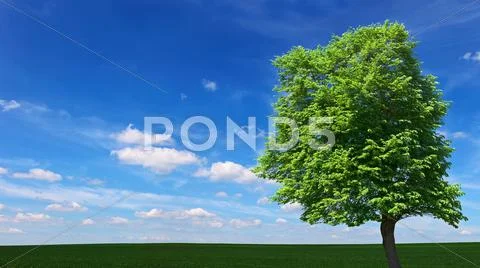 Large tree among the meadows Stock Photos