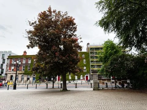 Large tree and ivy covered Georgian building with scaffolding on a calm cit.. Stock Photos