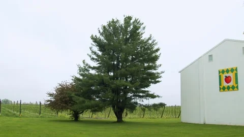 Large tree by the apple orchard. 4k60p Stock Footage 132357985
