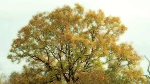 A large tree in autumn/ fall/ moving gently in the breeze - stylised. 4K tripod Stock Footage 223632467