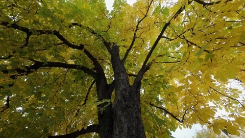 Large Tree Autumn Leaves Forest Horizontal View Stock Footage 319334617
