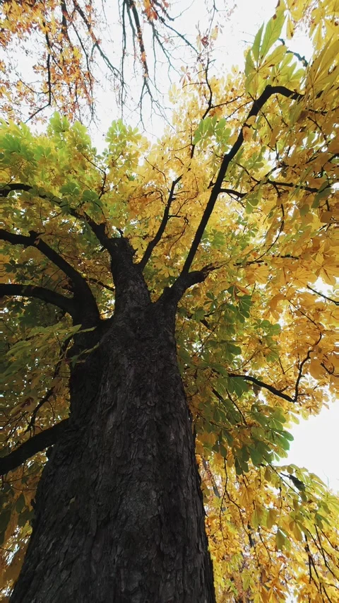 Large Tree → Autumn Leaves → Forest → Vertical Tilt Up Stock Footage 319334770