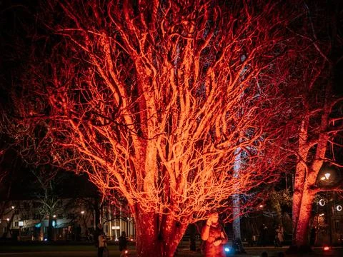 A large tree with bare branches glowing brightly red at night. Stock Photos