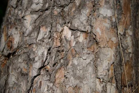 Large tree bark closeup Stock Photos
