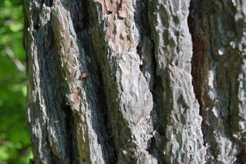 Large tree bark closeup Stock Photos