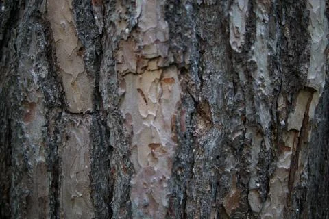 Large tree bark closeup Stock Photos
