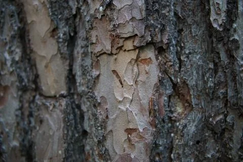 Large tree bark closeup Stock Photos