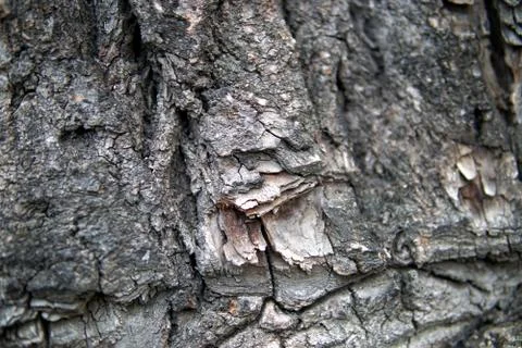 Large tree bark closeup Stock Photos