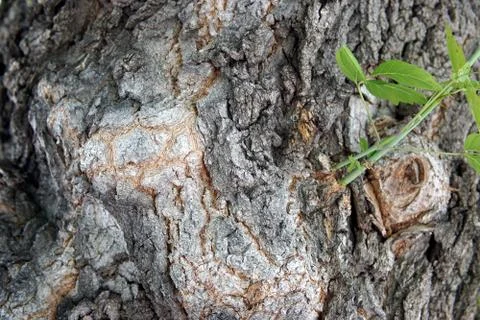 Large tree bark closeup Stock Photos