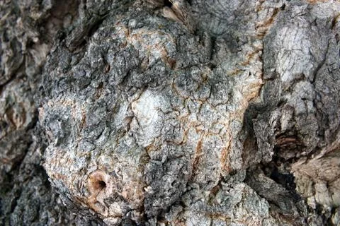 Large tree bark closeup Stock Photos