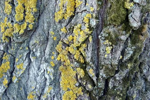 Large tree bark closeup Stock Photos