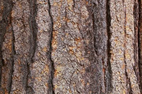 Large tree bark Stock Photos
