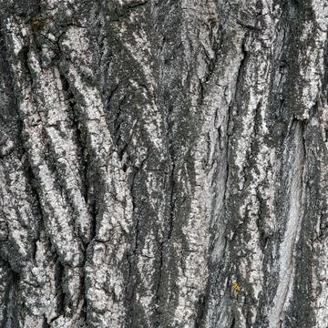 Large tree bark texture for background Stock-Fotos