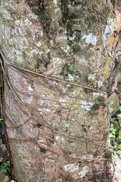 Large Tree Bark Texture with Natural Climbing Vines Stock Photos