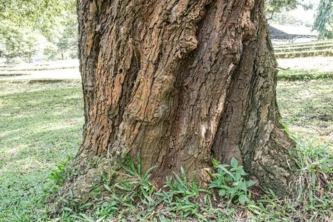 Large Tree Base with Ant Soil at the Grass Edge in a Park Stock Photos
