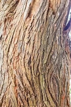 Large Tree Base with Grass in Public Park Stock Photos