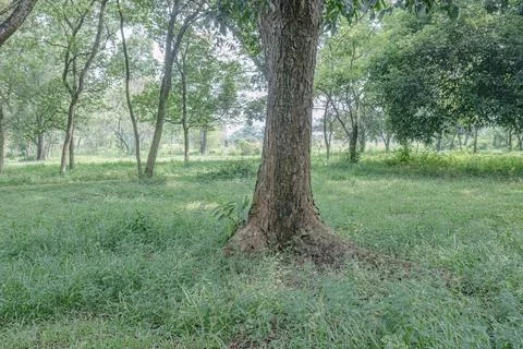 Large Tree Base with Grass Space for Stability Concepts Stock Photos