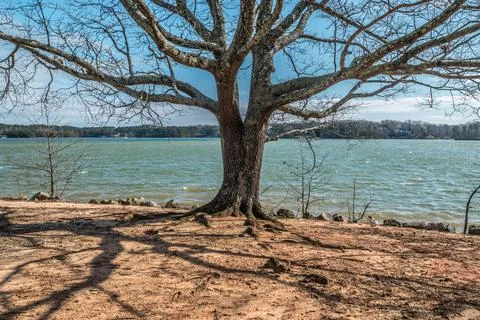Large tree at the beach Foto stock
