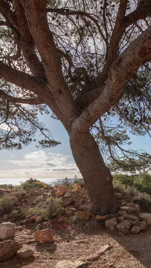Large tree by the beach in the serra d irta natural park, spain in vertical Stock Footage 265790346