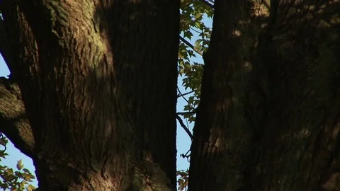 Large Tree with Beautiful Foliage (slow zoom out) Stock Footage 72572194