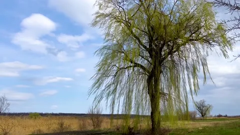 A large tree that is beginning to turn green in the open space against the blue Video stock 238390941