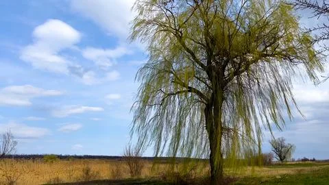 A large tree that is beginning to turn green in the open space against the blue Stock Photos