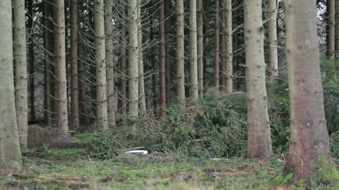 Large tree is being pulled to a side in front of the camera Stock Footage 317552348