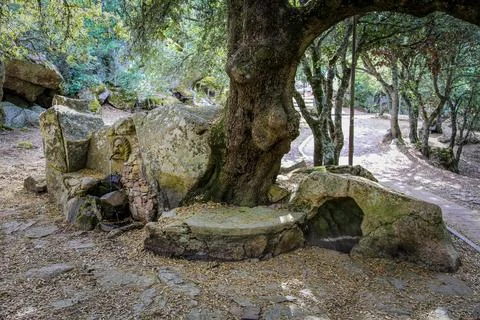 A large tree with a bench underneath it Stock Photos