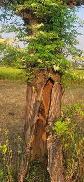 Large tree with a big hole in its trunk surrounded by leaves Stock Photos