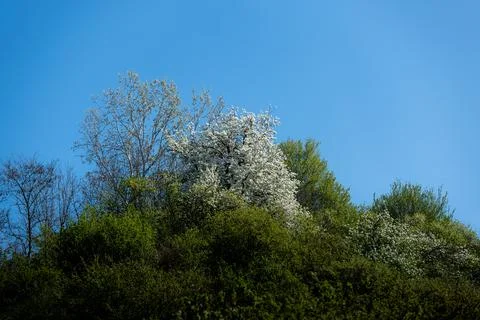 Large tree blooming profusely in white standing out against a overgrown hill Foto stock