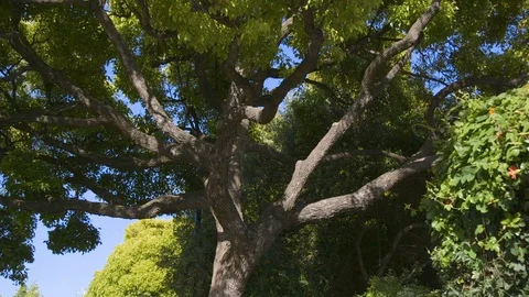 Large tree blowing in the wind 60fps Stock Footage 89559456