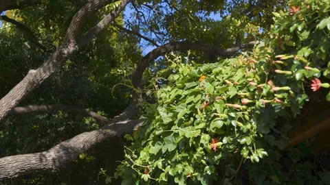Large tree blowing in the wind 60fps panning Stock Footage 89559475