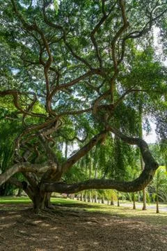 Large tree in botanical garden Stock Photos