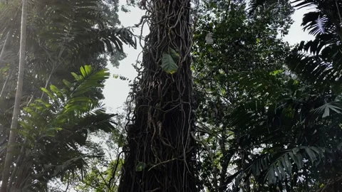 A large tree in the Botanical Garden of Sri Lanka, lianas Stock Footage 218321546
