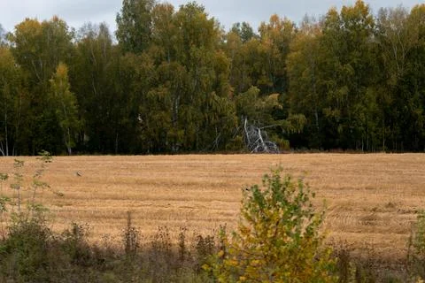 A large tree branch broke and fell to the ground. Trees after a severe Stock Photos