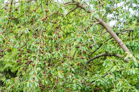 Large tree branch with cherry berries on a sunny day in summer Stock Photos