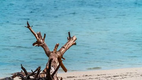 A large tree branch is laying on the beach next to the ocean Stock Photos